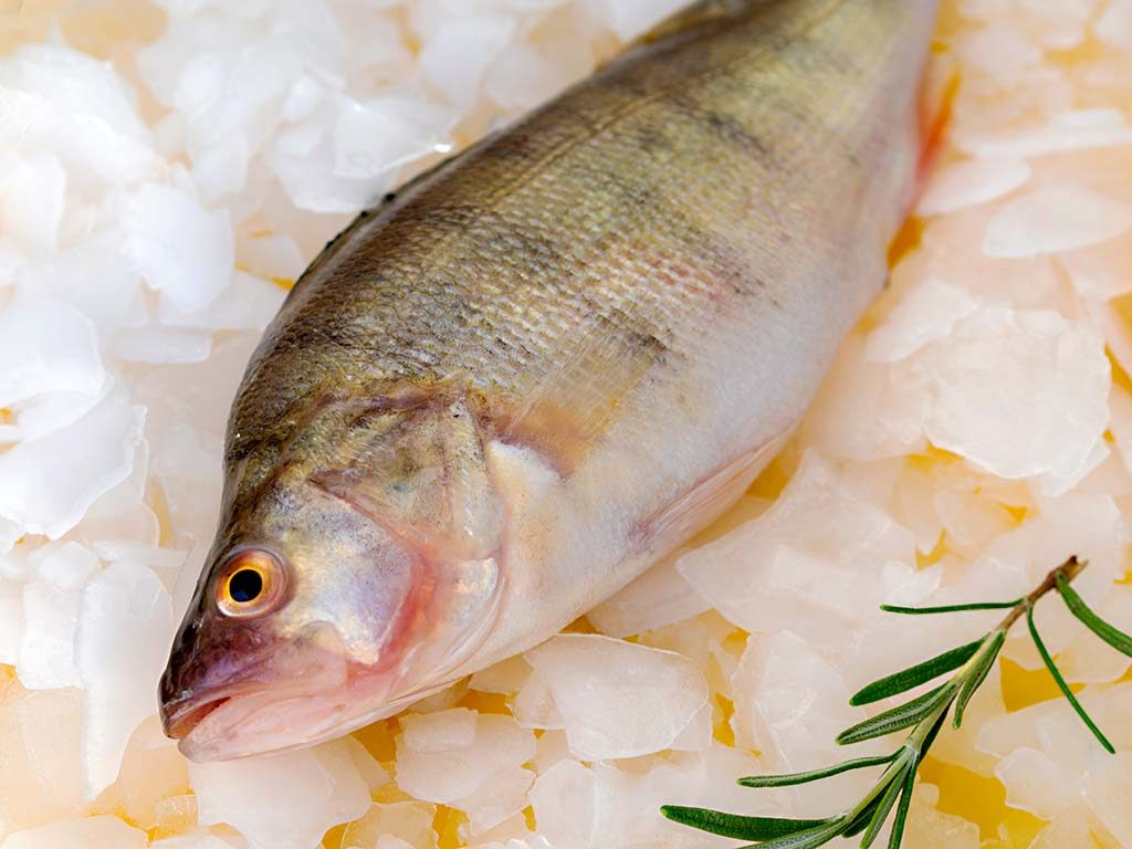 pescada-amarela